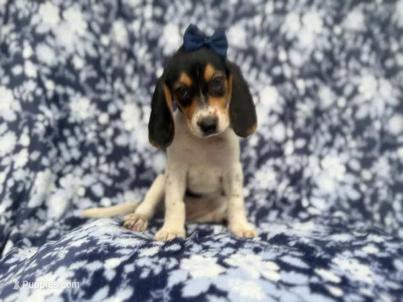Whitney – Beagle puppy for sale in Lakeland, FL