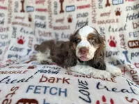 Tripp, a male Cocker Spaniel for sale in Lakeland, FL – 7 of 7