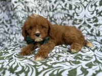Lasso, a male Cavapoo for sale in Lakeland, FL – 4 of 9