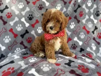 Leo, a male Cavapoo for sale in Lakeland, FL – 2 of 9