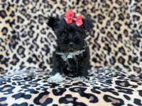 Zelda, a female Miniature Schnauzer for sale in Lakeland, FL – 8 of 10