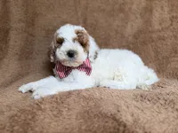 Pierce, a male Poodle - Miniature  for sale in Lakeland, FL – 4 of 8