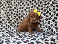 Sydney, a female Miniature Goldendoodle for sale in Lakeland, FL – 5 of 8