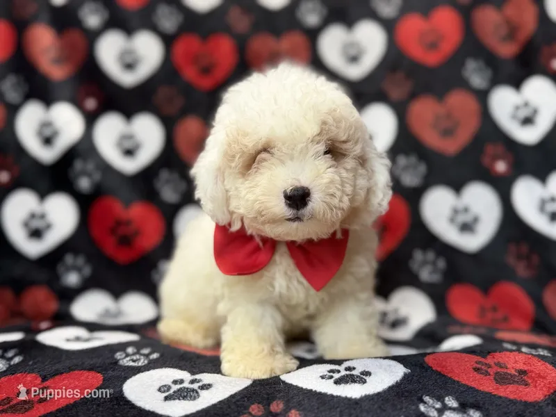 Hex – Bichpoo puppy for sale in Lakeland, FL