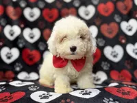 Hex, a male Bichpoo for sale in Lakeland, FL – 1 of 10
