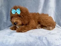 Peaches, a female Cockapoo for sale in Lakeland, FL – 5 of 10