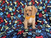 Ruger, a male Cavapoo for sale in Lakeland, FL – 5 of 8