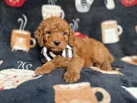 Maverick, a male Cockapoo and Poodle - Miniature  for sale in Lakeland, FL – 6 of 8
