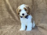 Shadow, a male Cavapoo for sale in Lakeland, FL – 5 of 10