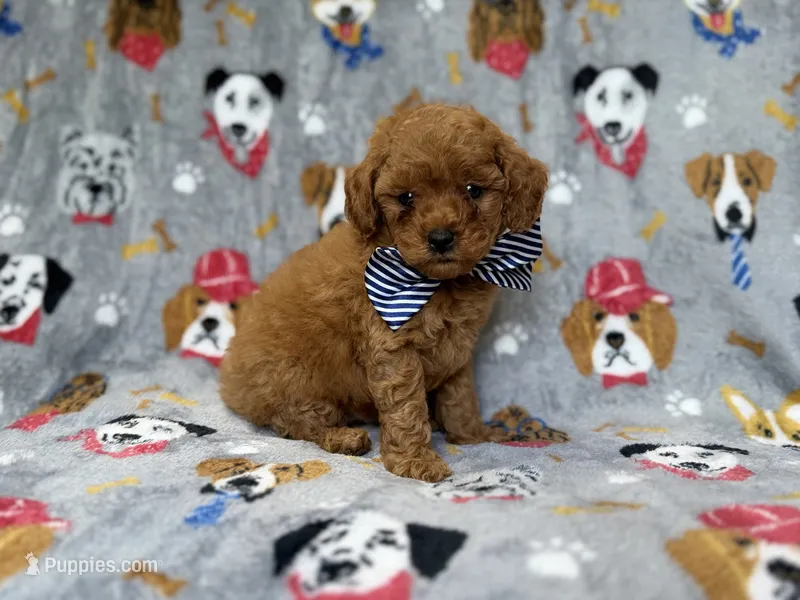 Lynx – Cavapoo puppy for sale in Lakeland, FL