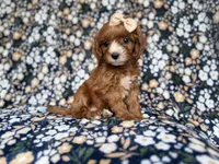 Miley, a female Cockapoo and Poodle - Miniature  for sale in Lakeland, FL – 4 of 8