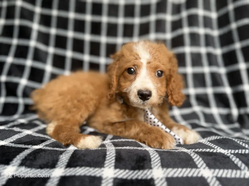Jett – Cockapoo, Poodle - Miniature  puppy for sale in Lakeland, FL