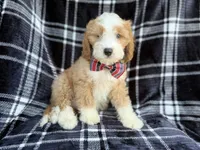 Cobra, a male Cavapoo for sale in Lakeland, FL – 8 of 8