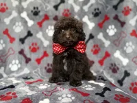 Benson, a male Shihpoo and Poodle - Miniature  for sale in Lakeland, FL – 5 of 10