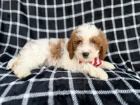 Boss, a male Cavapoo for sale in Lakeland, FL – 8 of 9