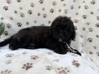 Buddy, a male Shihpoo and Poodle - Miniature  for sale in Lakeland, FL – Photo 6 of 8