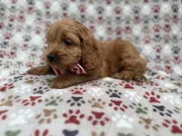 Pete , a male Cockapoo for sale in Lakeland, FL – 7 of 9