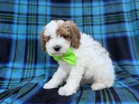 Dexter, a male Cavapoo and Poodle - Miniature  for sale in Lakeland, FL – 7 of 9