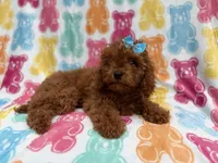 Dora, a female Cavapoo for sale in Lakeland, FL – 4 of 7