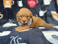 Lance, a male Cavapoo for sale in Lakeland, FL – 8 of 8