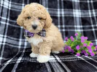 Baxter, a male Poochon for sale in Lakeland, FL – Photo 6 of 7