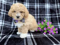 Baxter, a male Poochon for sale in Lakeland, FL – Photo 7 of 7
