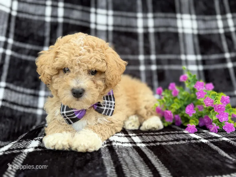 Baxter, a male Poochon for sale in Lakeland, FL – Photo 1 of 7
