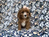 Jubalee, a female Cavalier King Charles Spaniel and Poodle - Miniature  for sale in Lakeland, FL – Photo 1 of 9