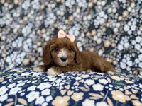 Jubalee, a female Cavalier King Charles Spaniel and Poodle - Miniature  for sale in Lakeland, FL – Photo 3 of 9
