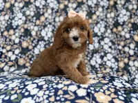 Jubalee, a female Cavalier King Charles Spaniel and Poodle - Miniature  for sale in Lakeland, FL – Photo 7 of 9