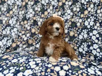 Jubalee, a female Cavalier King Charles Spaniel and Poodle - Miniature  for sale in Lakeland, FL – Photo 6 of 9