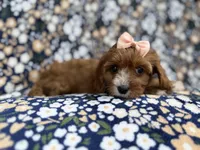 Jubalee, a female Cavalier King Charles Spaniel and Poodle - Miniature  for sale in Lakeland, FL – Photo 5 of 9