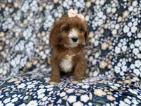 Jubalee, a female Cavalier King Charles Spaniel and Poodle - Miniature  for sale in Lakeland, FL – Photo 9 of 9