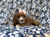 Jubalee, a female Cavalier King Charles Spaniel and Poodle - Miniature  for sale in Lakeland, FL – Photo 4 of 9