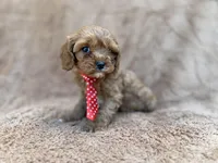 Noah, a male Cavalier King Charles Spaniel and Poodle - Miniature  for sale in Lakeland, FL – Photo 5 of 10