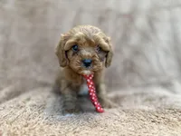 Noah, a male Cavalier King Charles Spaniel and Poodle - Miniature  for sale in Lakeland, FL – Photo 4 of 10