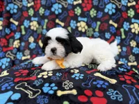Shep, a male Shih Tzu and Shichon for sale in Lakeland, FL – 5 of 10
