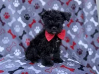 Zeus, a male Miniature Schnauzer for sale in Lakeland, FL – 7 of 8