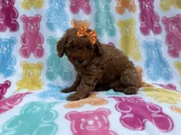 Ansley, a female Cavapoo and Poodle - Miniature  for sale in Lakeland, FL – 5 of 8