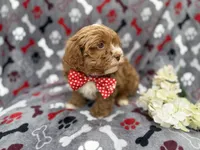 Canyon, a male Shihpoo for sale in Lakeland, FL – Photo 5 of 8