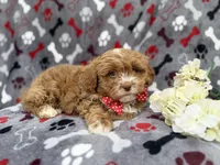 Canyon, a male Shihpoo for sale in Lakeland, FL – Photo 7 of 8