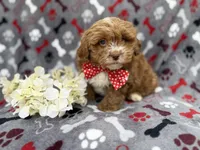 Canyon, a male Shihpoo for sale in Lakeland, FL – Photo 1 of 8