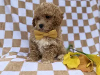 Rusty, a male Poochon for sale in Lakeland, FL – Photo 4 of 7