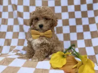 Rusty, a male Poochon for sale in Lakeland, FL – Photo 3 of 7