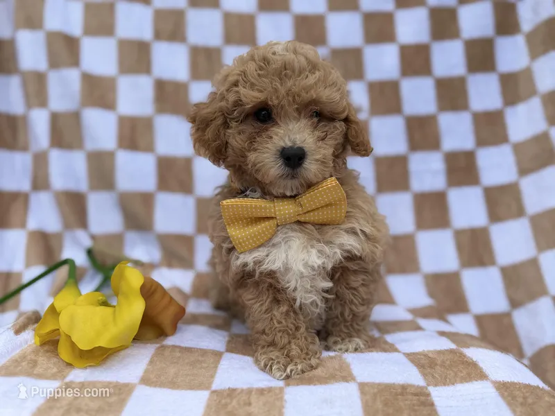 Rusty, a male Poochon for sale in Lakeland, FL – Photo 1 of 7