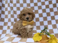 Rusty, a male Poochon for sale in Lakeland, FL – Photo 6 of 7