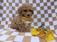Rusty, a male Poochon for sale in Lakeland, FL – Photo 7 of 7
