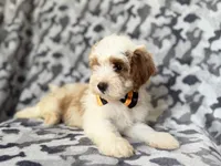 Sparky, a male Cavapoo for sale in Lakeland, FL – 8 of 9