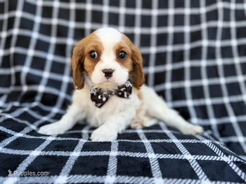 Gunner – Cavalier King Charles Spaniel puppy for sale in Lakeland, FL