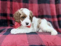 Duke, a male Cavapoo and Poodle - Miniature  for sale in Lakeland, FL – 4 of 8